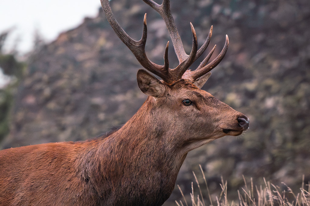 frissons de brame 00