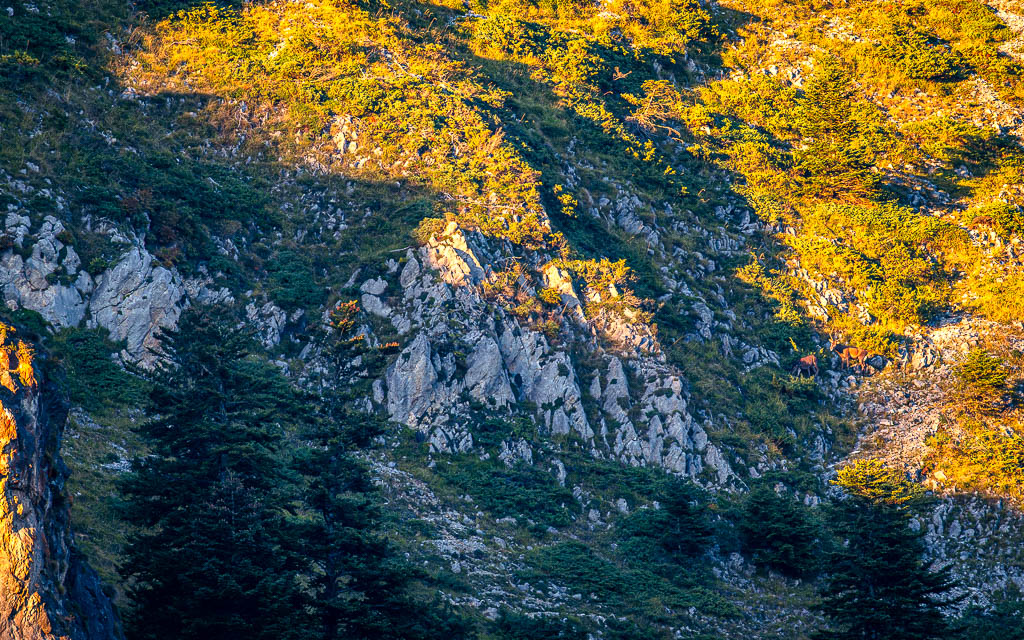 frissons de brame 01