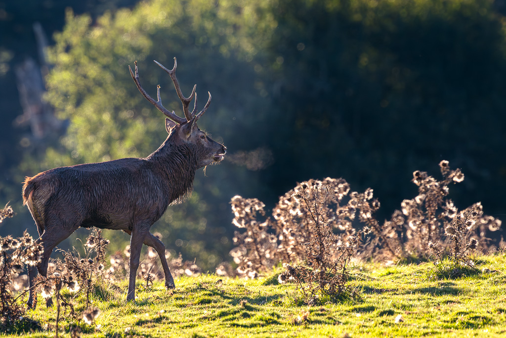 frissons de brame 02