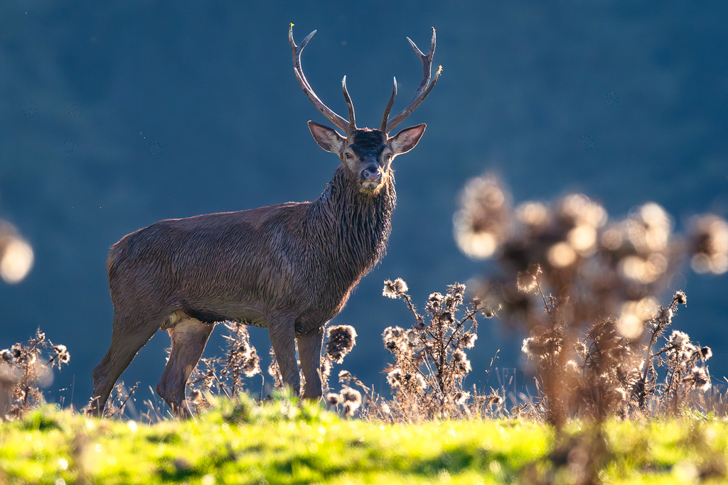 frissons de brame 03