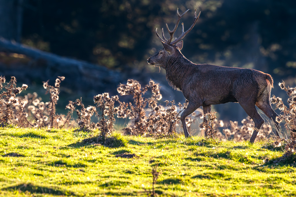 frissons de brame 04