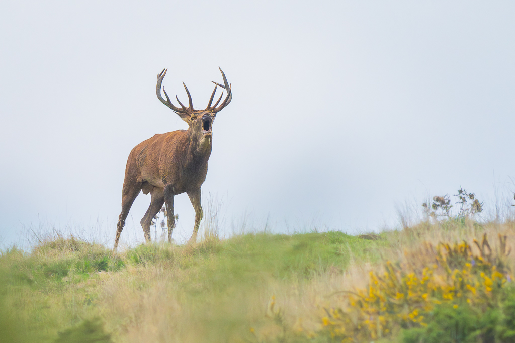 frissons de brame 07