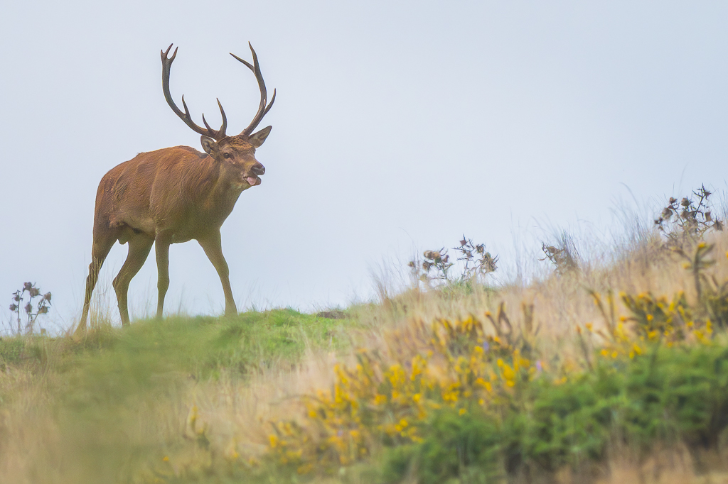 frissons de brame 08