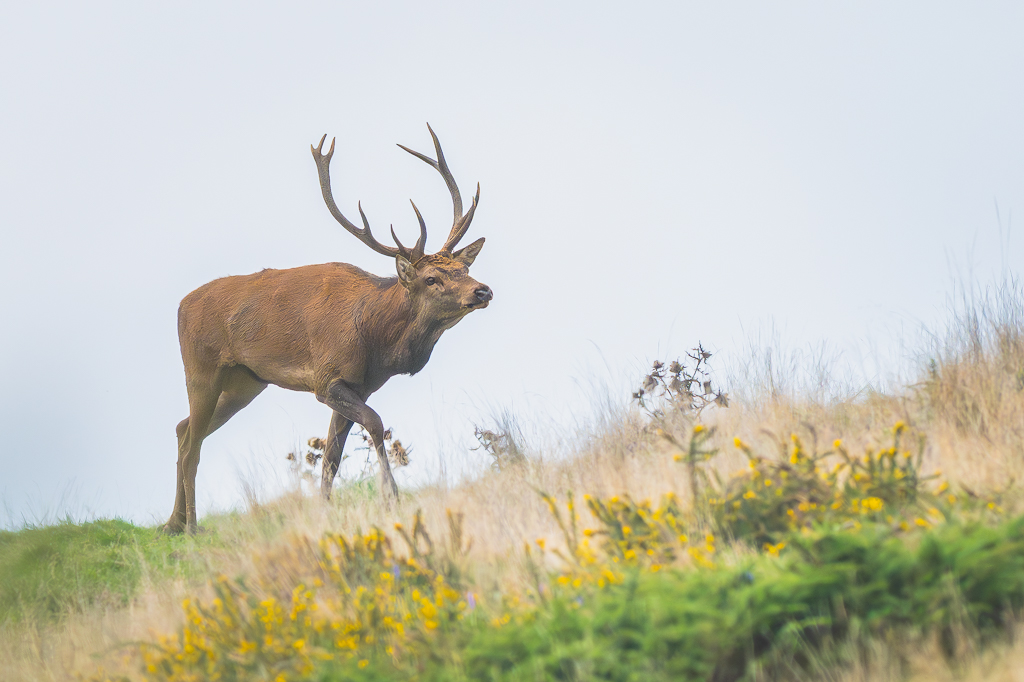 frissons de brame 09