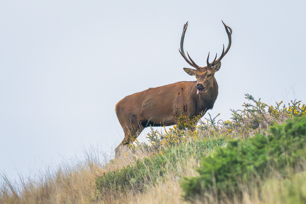 frissons de brame 10