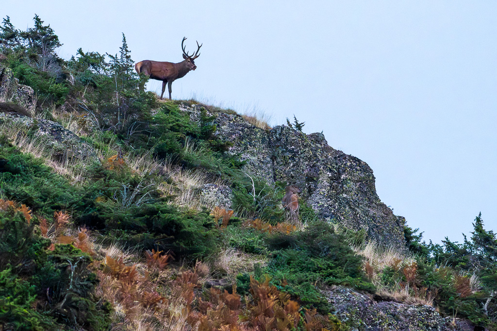 frissons de brame 11