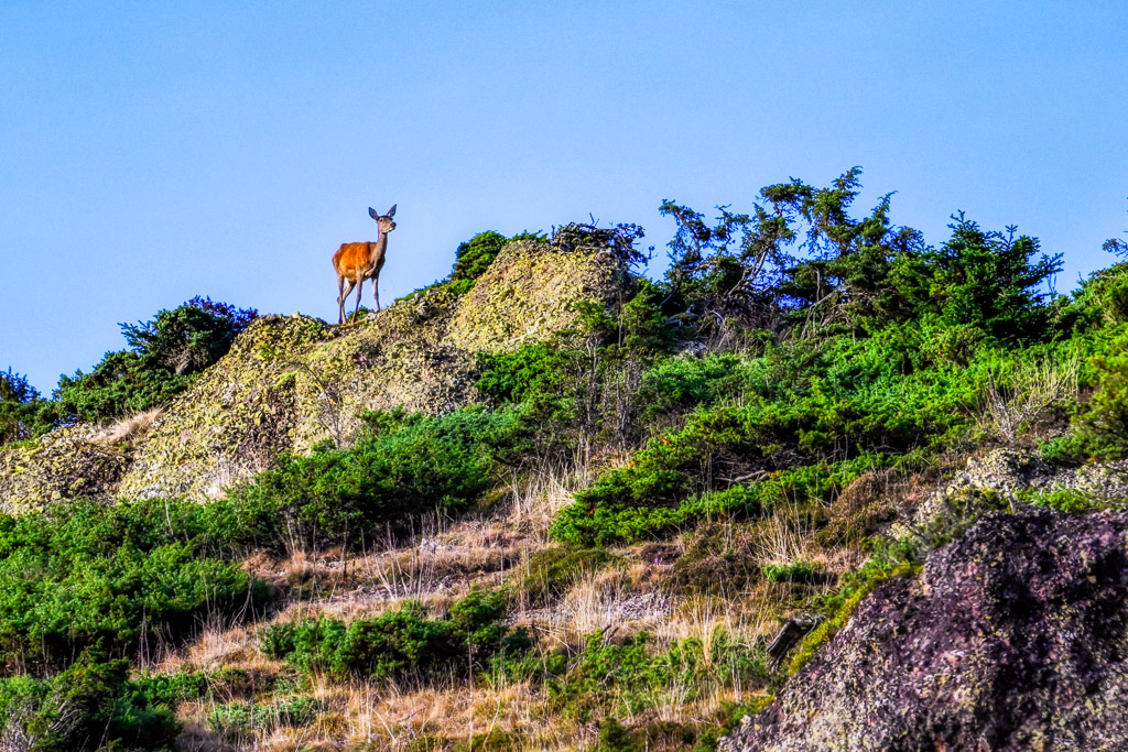 frissons de brame 12