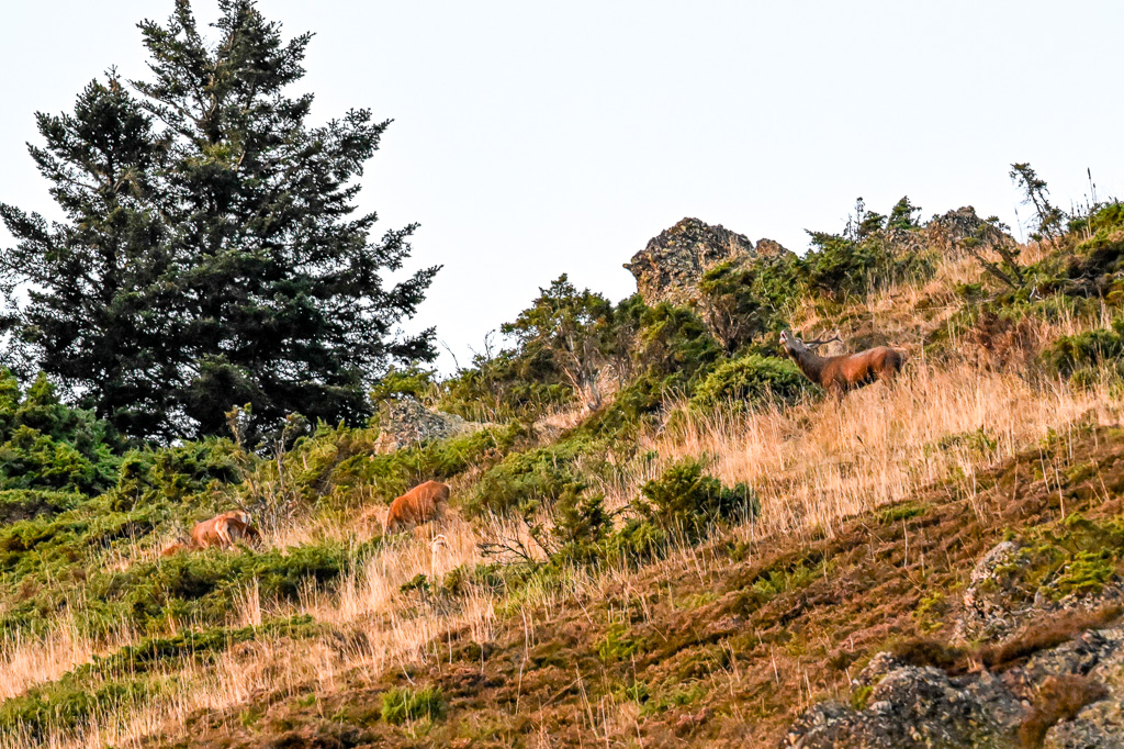 frissons de brame 13