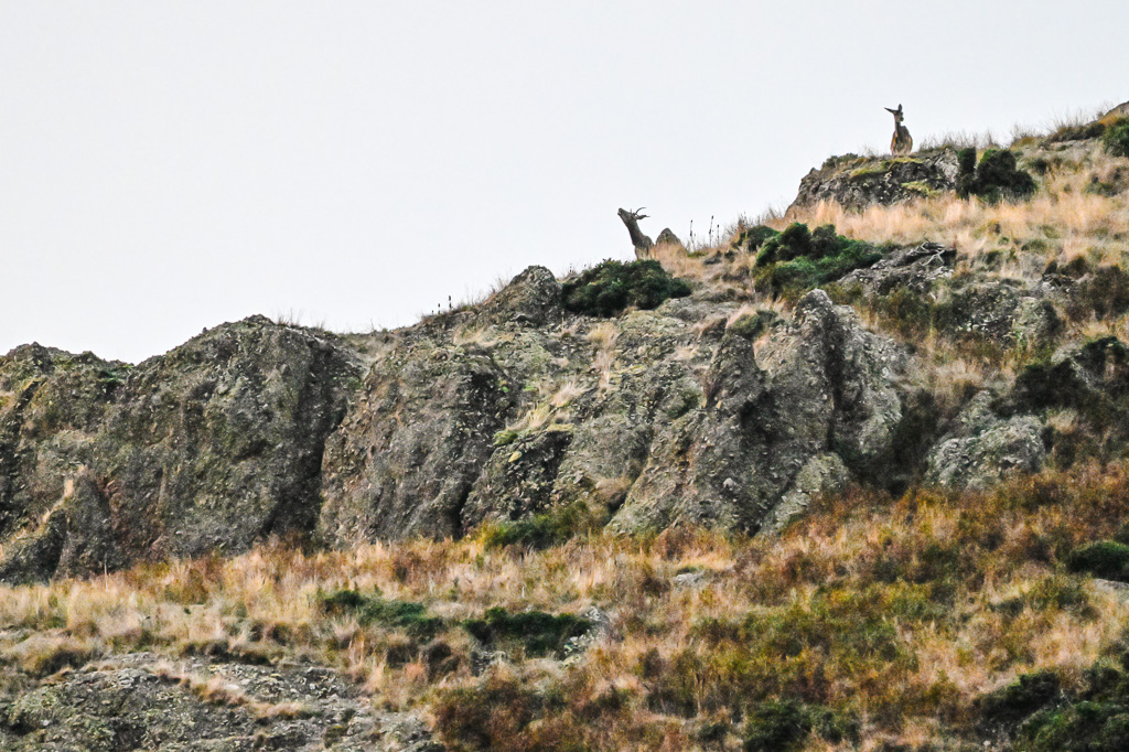 frissons de brame 14