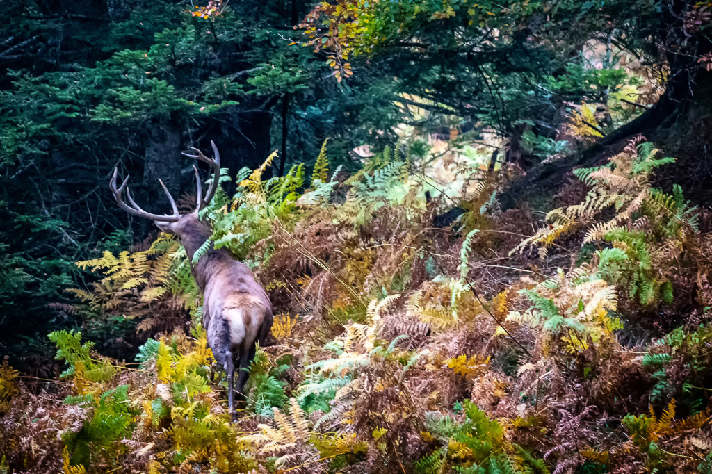 frissons de brame 15