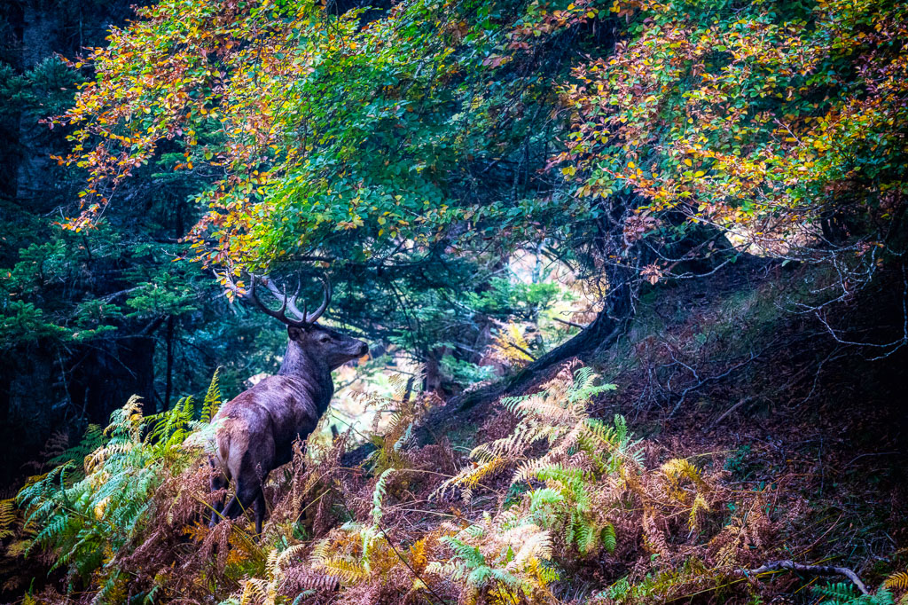 frissons de brame 16