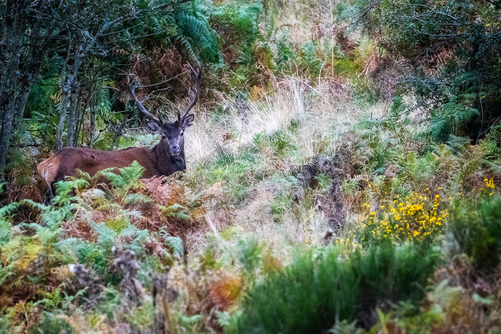 frissons de brame 17