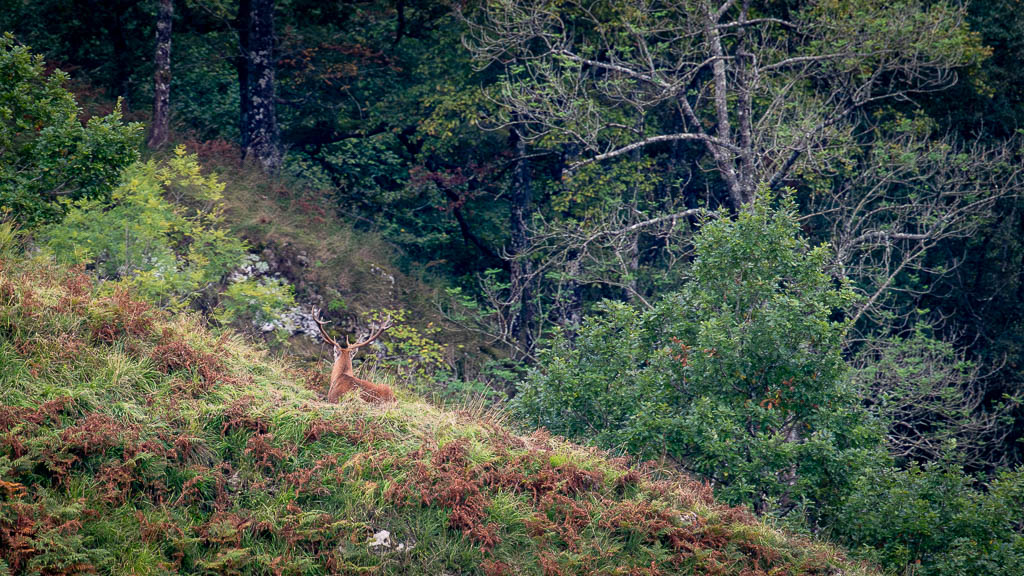 frissons de brame 18