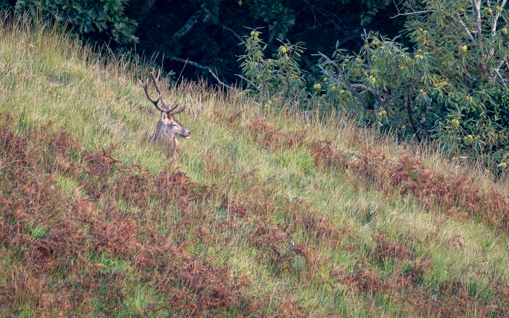 frissons de brame 19