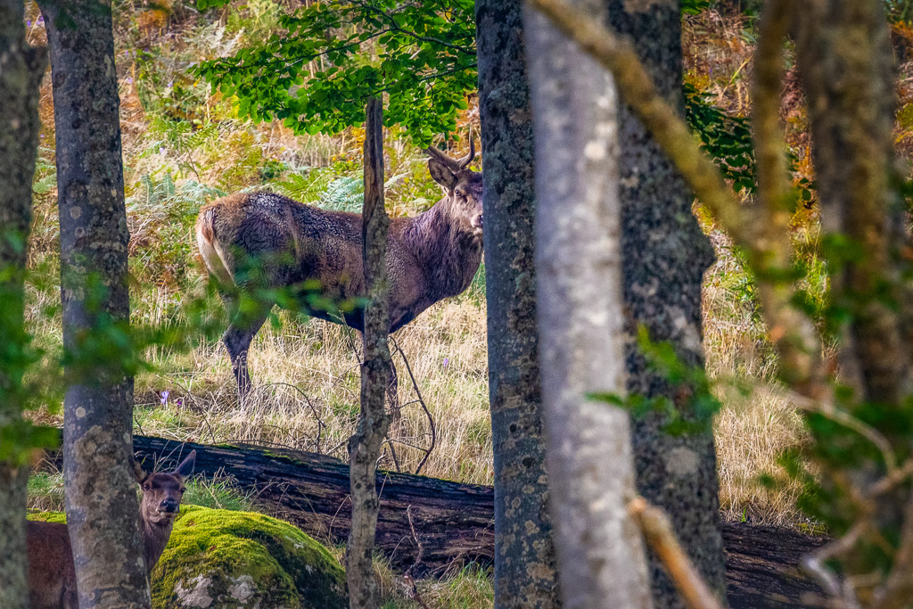 frissons de brame 20