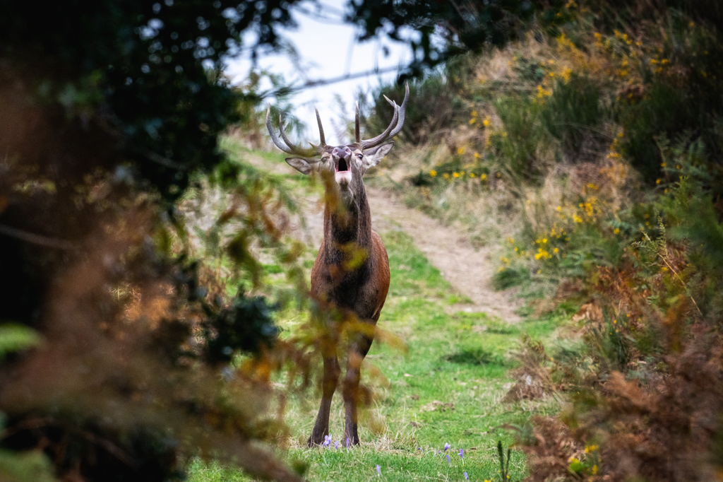 frissons de brame 21