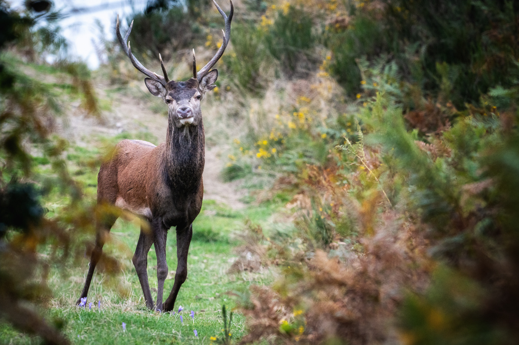 frissons de brame 22