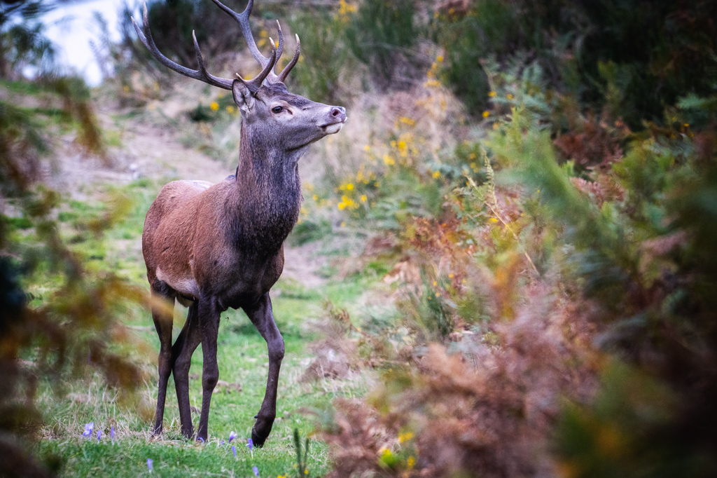 frissons de brame 23