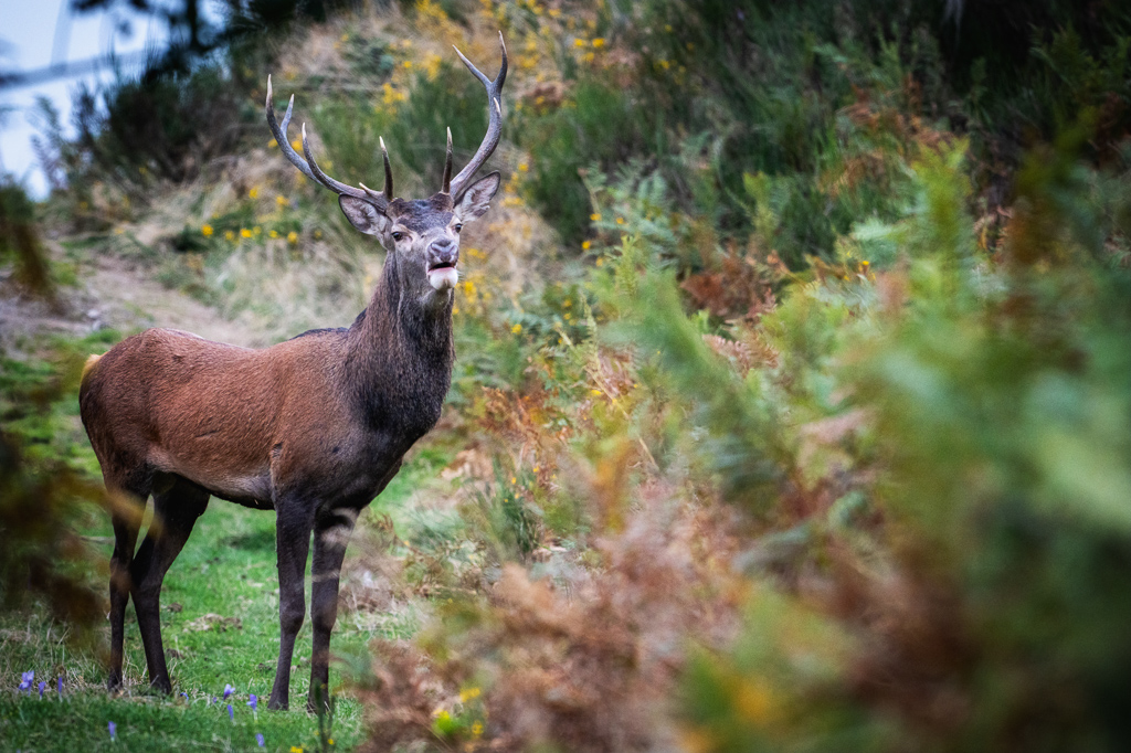 frissons de brame 24