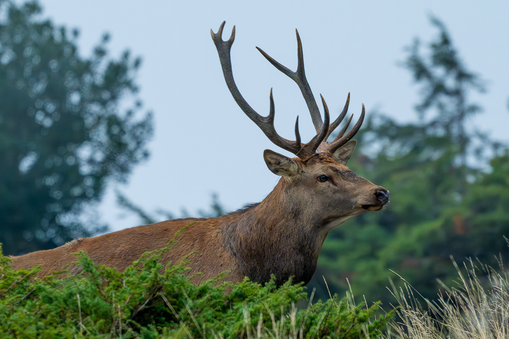 frissons de brame 25