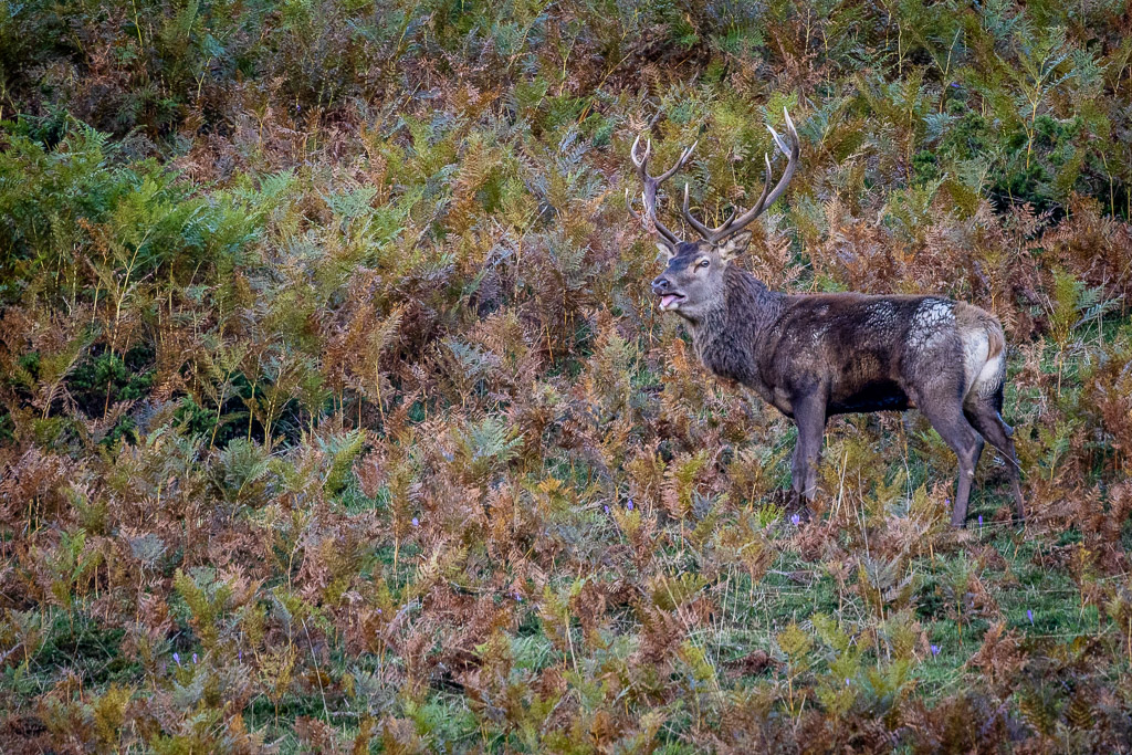 frissons de brame 27