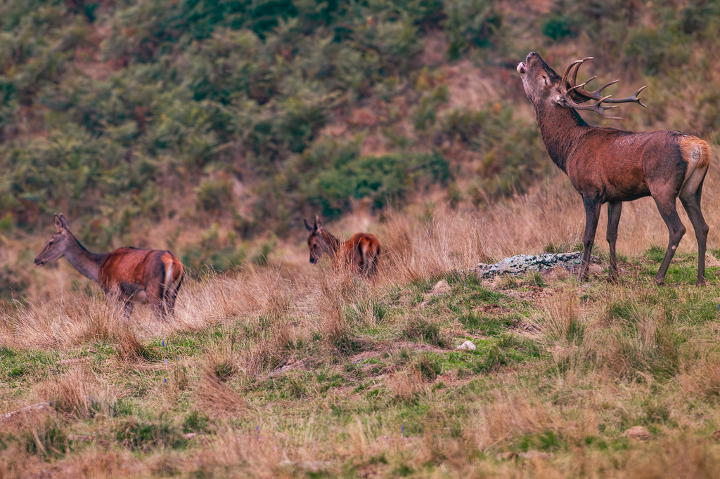 frissons de brame 28