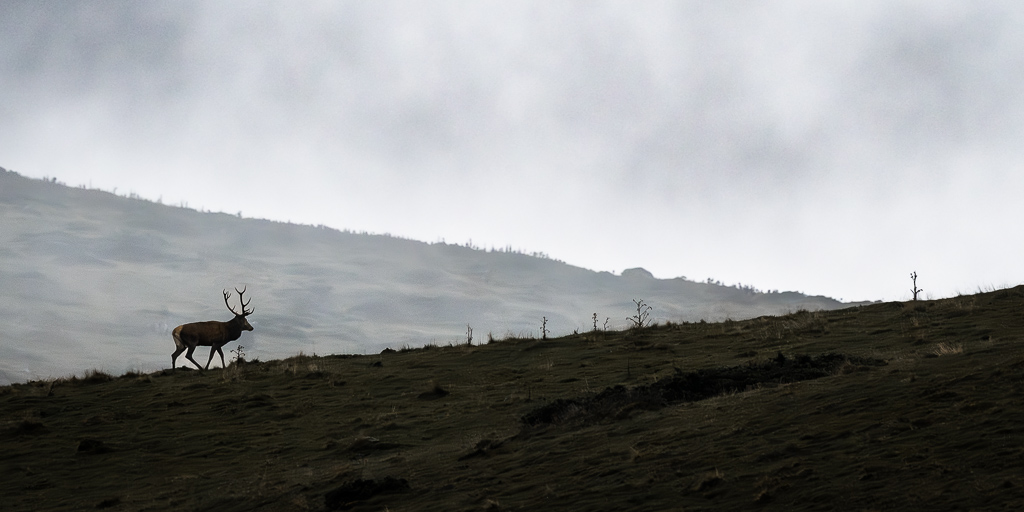 frissons de brame 29