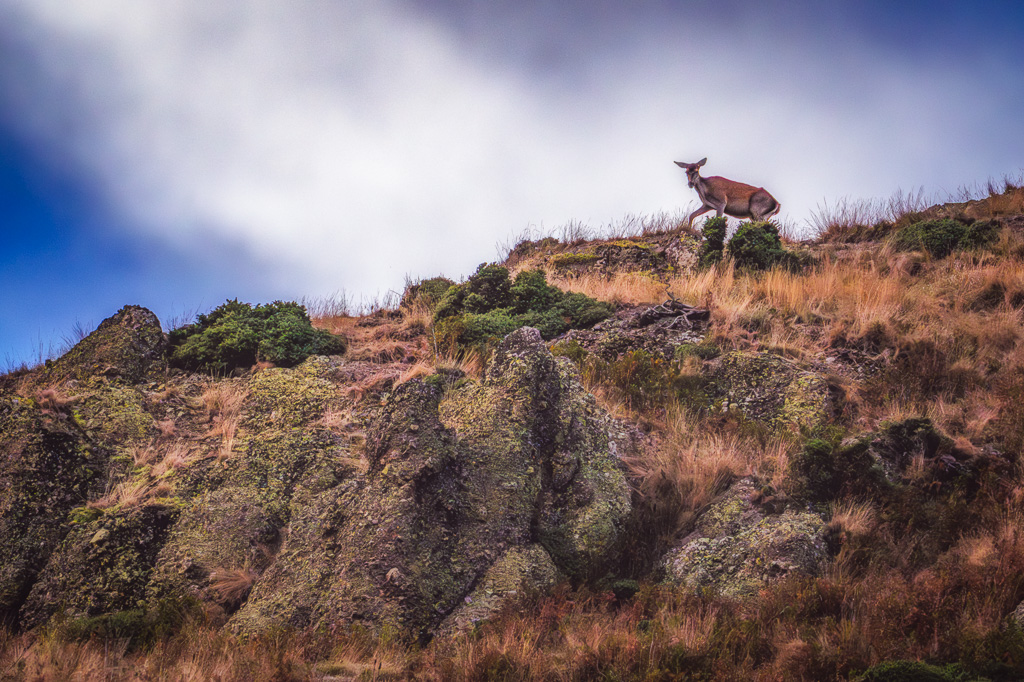 frissons de brame 30