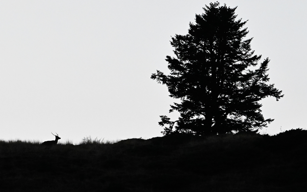 frissons de brame 31