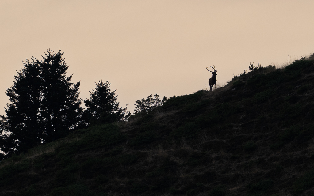 frissons de brame 32