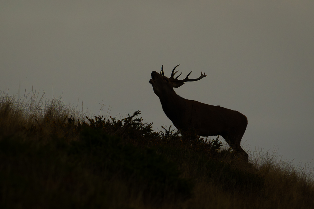 frissons de brame 35