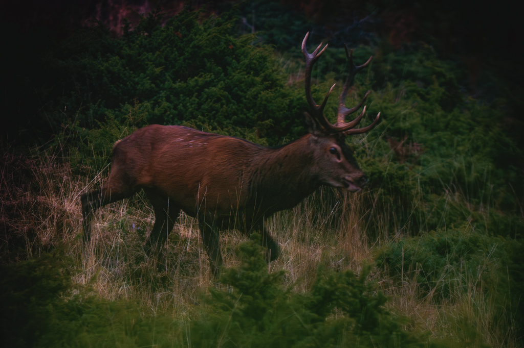 frissons de brame 36