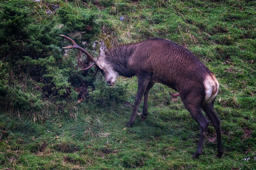 frissons de brame 39