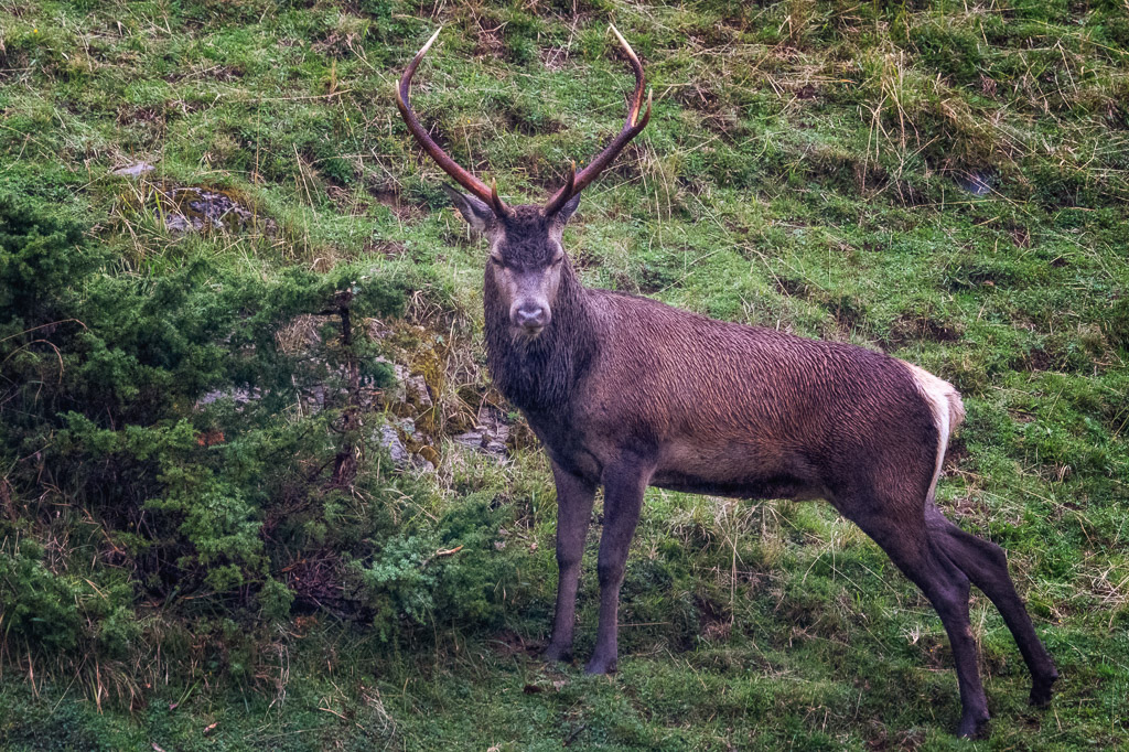 frissons de brame 40