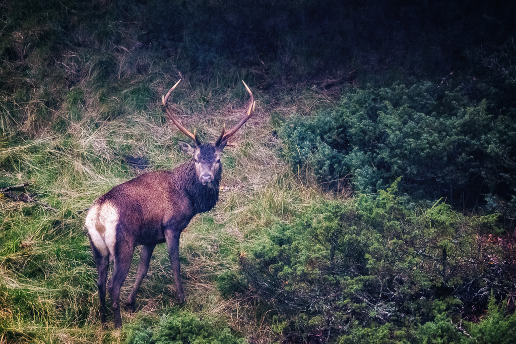 frissons de brame 41