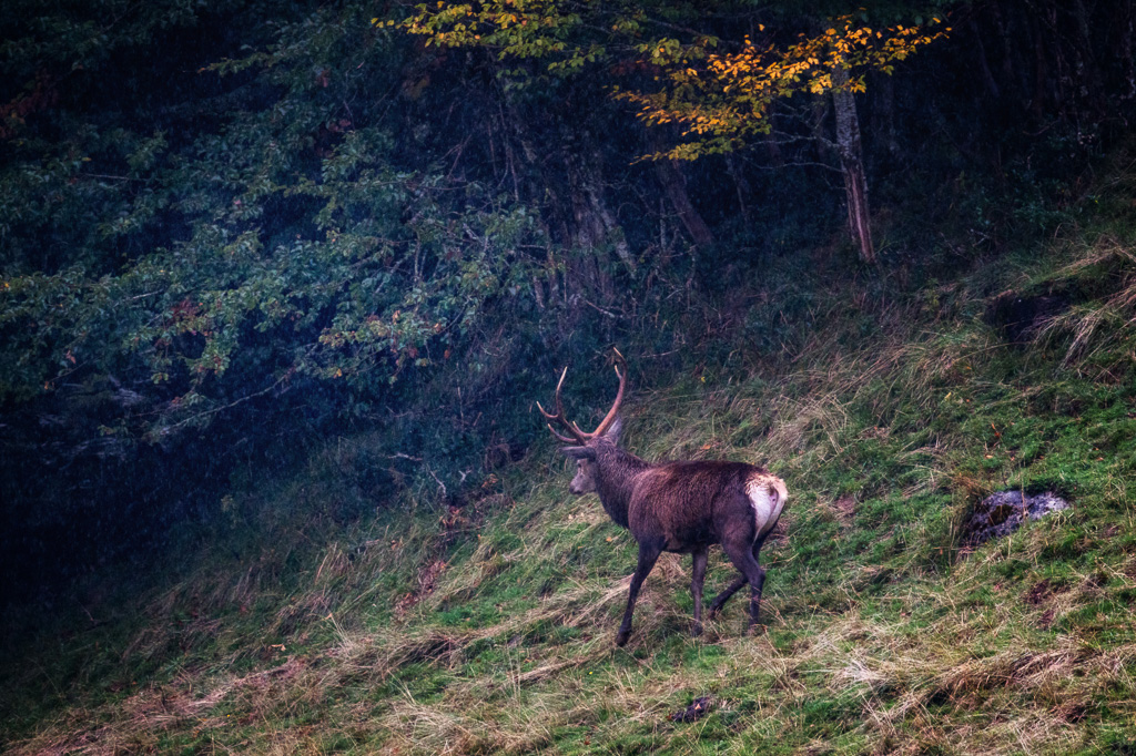 frissons de brame 43