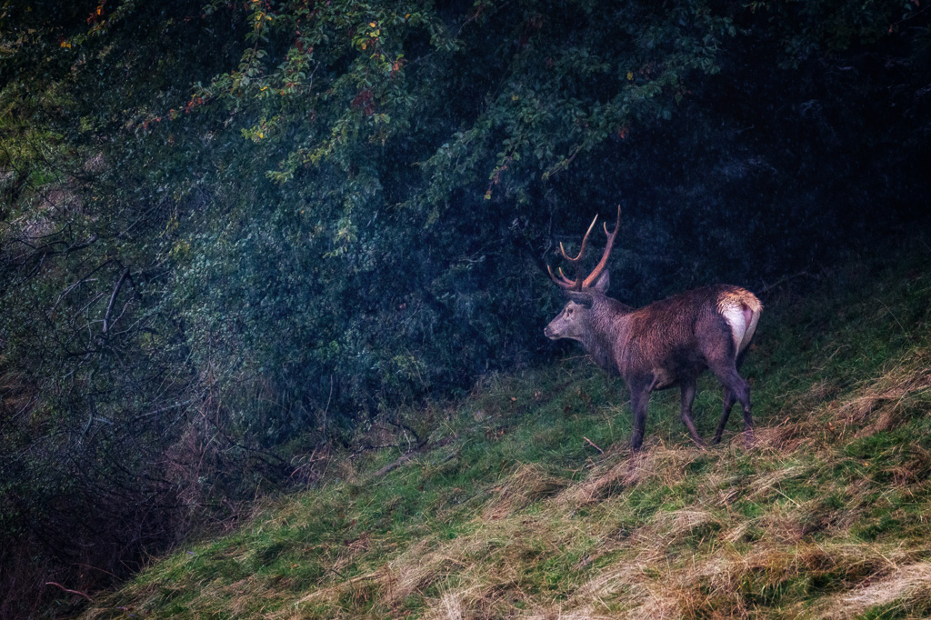 frissons de brame 44