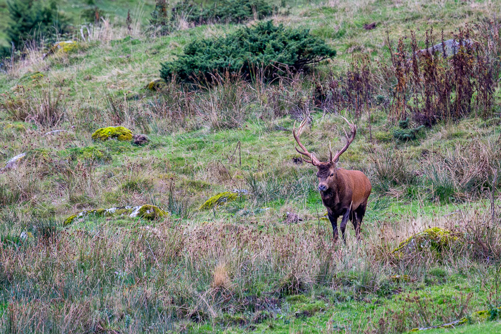 frissons de brame 47