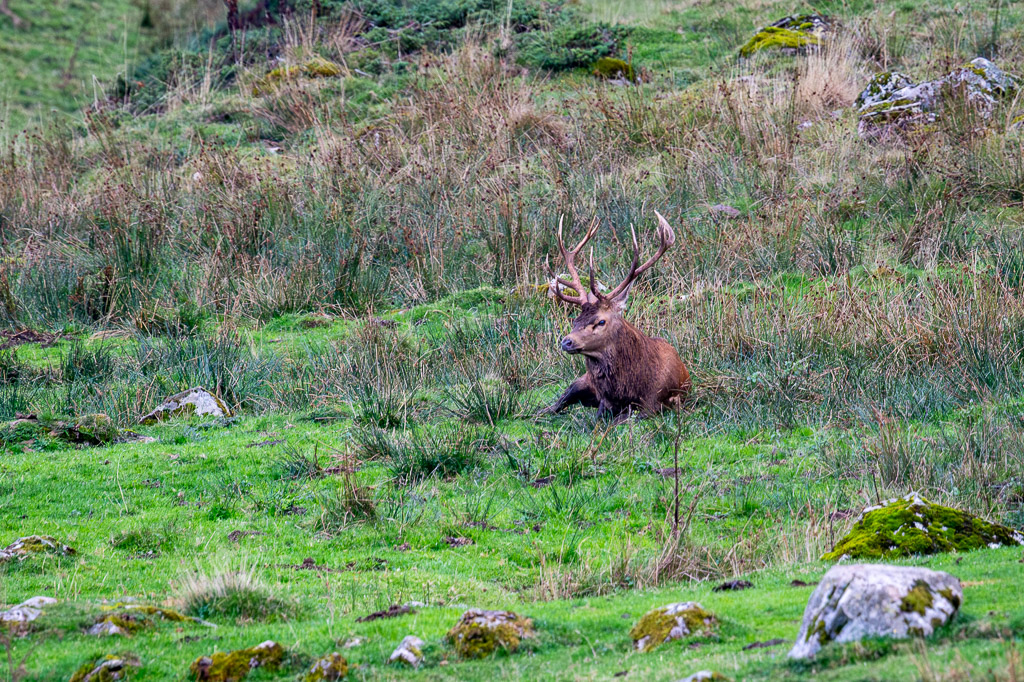 frissons de brame 48