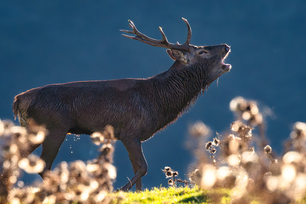 frissons de brame 49