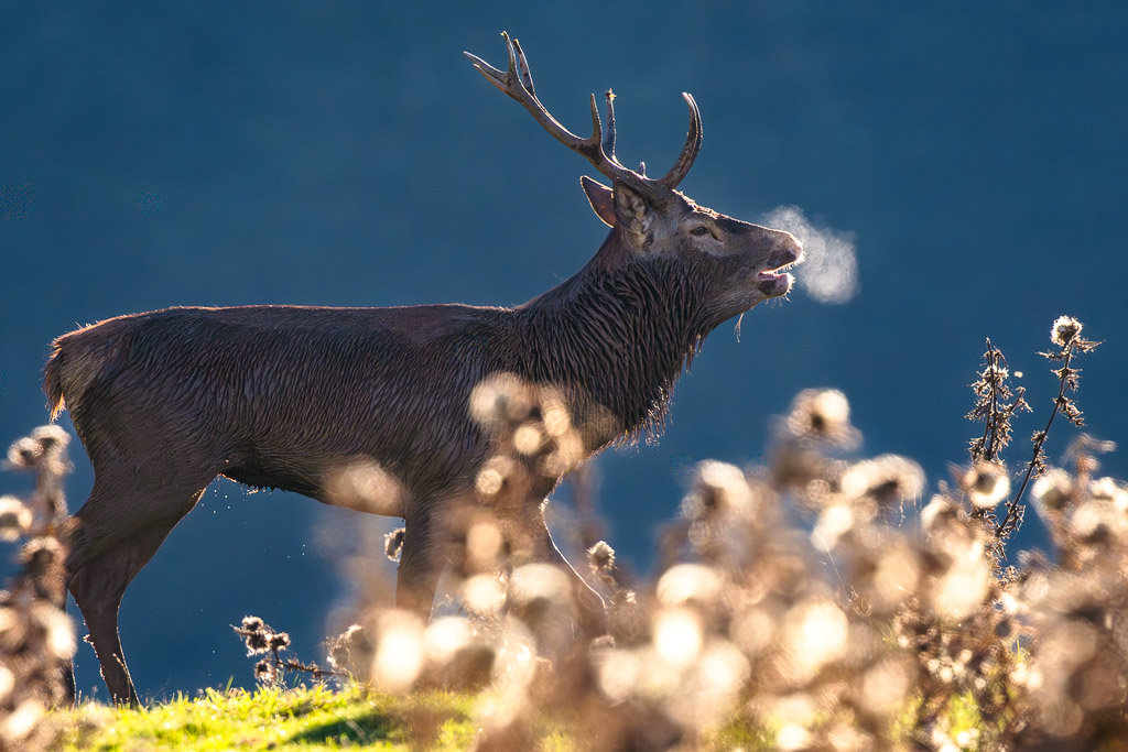 frissons de brame 50