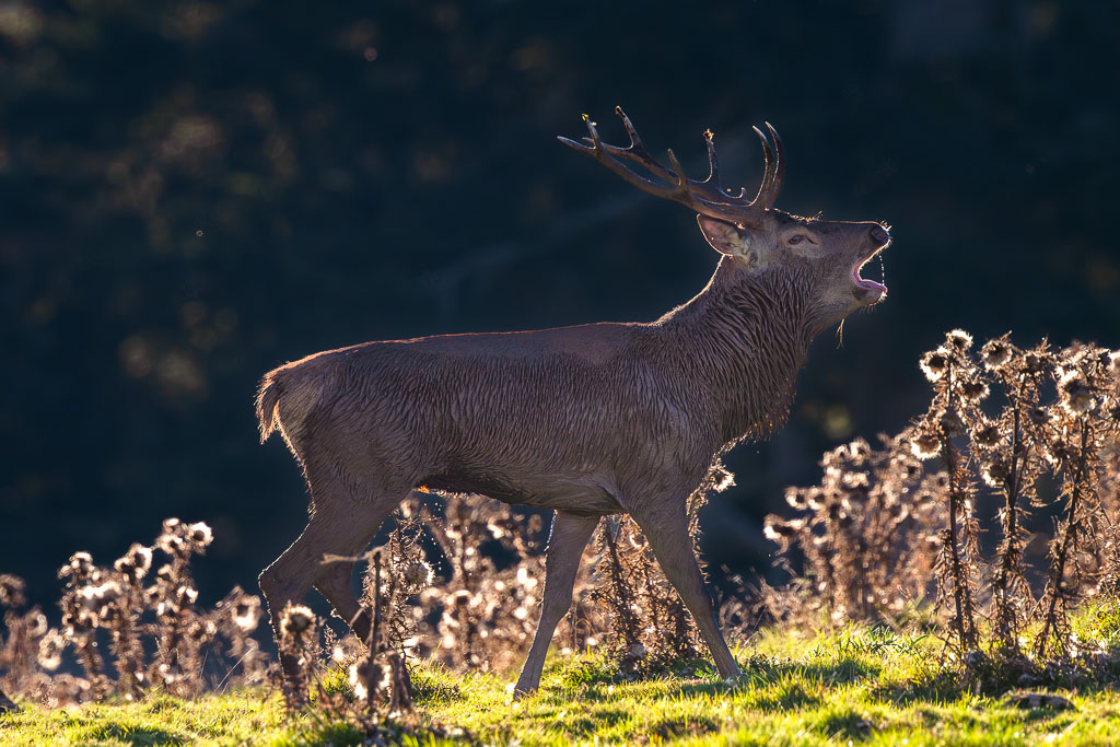 frissons de brame 51