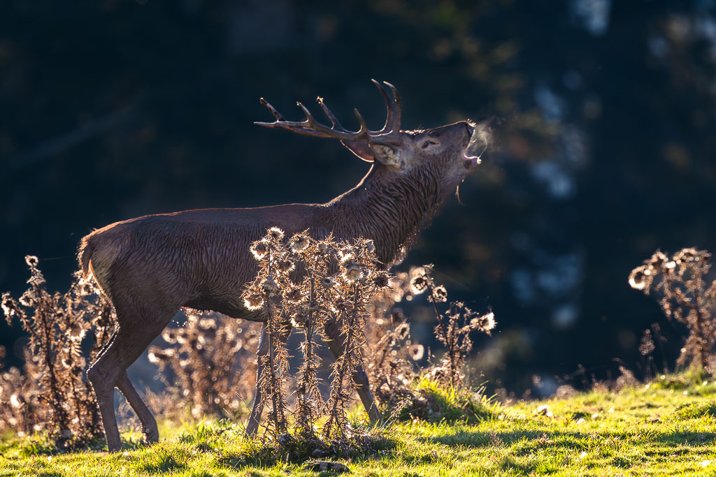 frissons de brame 52