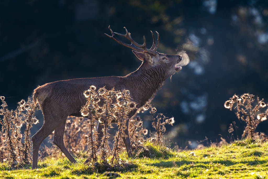 frissons de brame 53