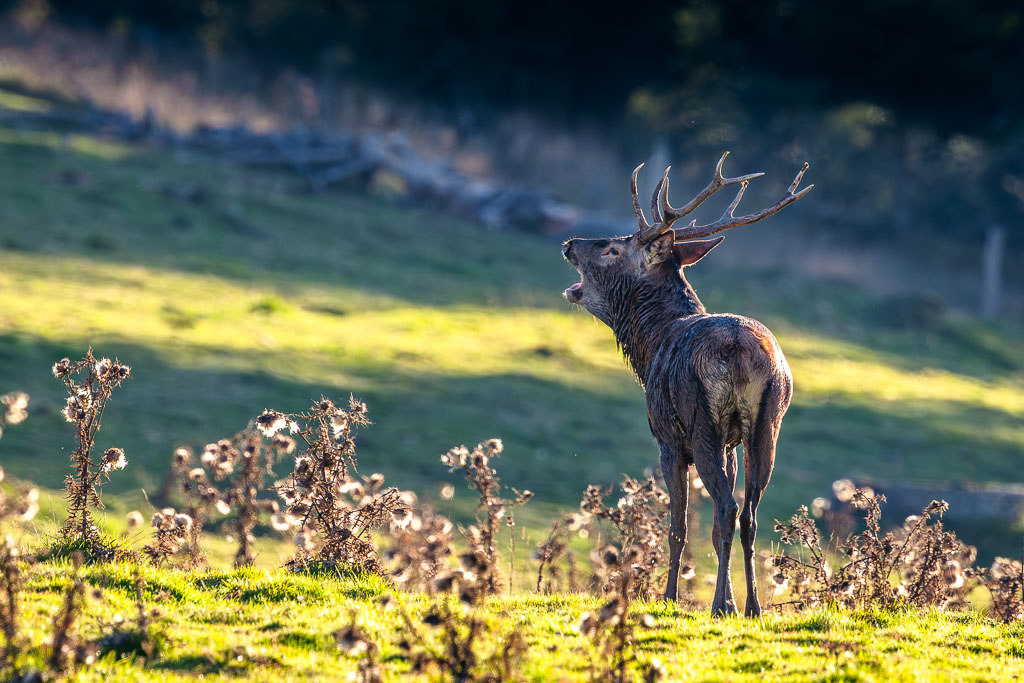 frissons de brame 54