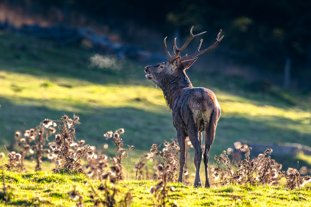 frissons de brame 55