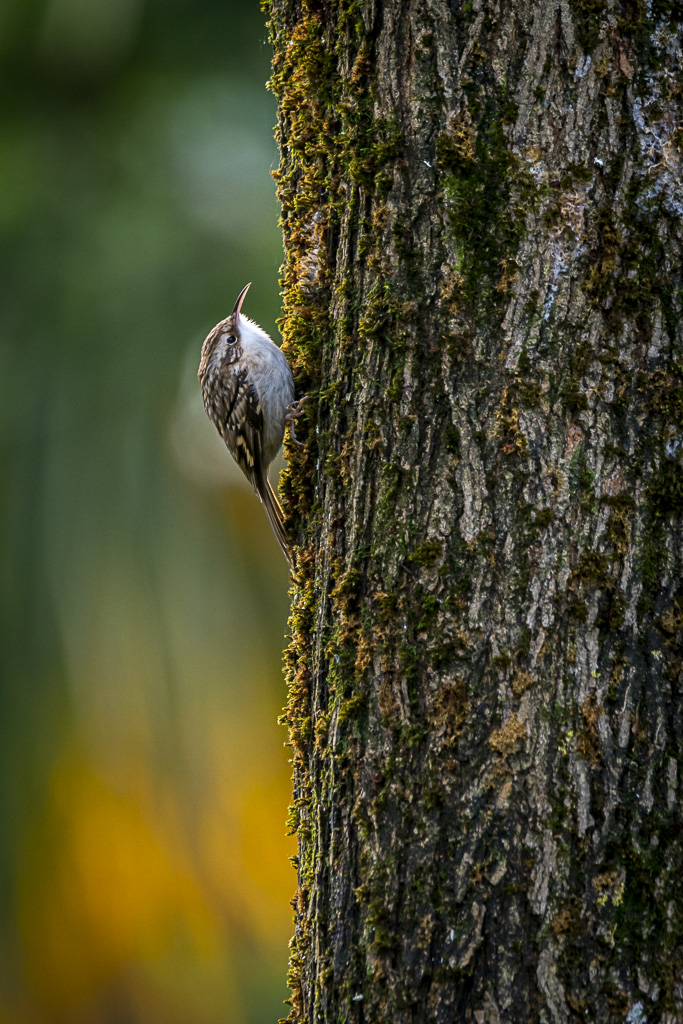 grimpereau des jardins béarn 07
