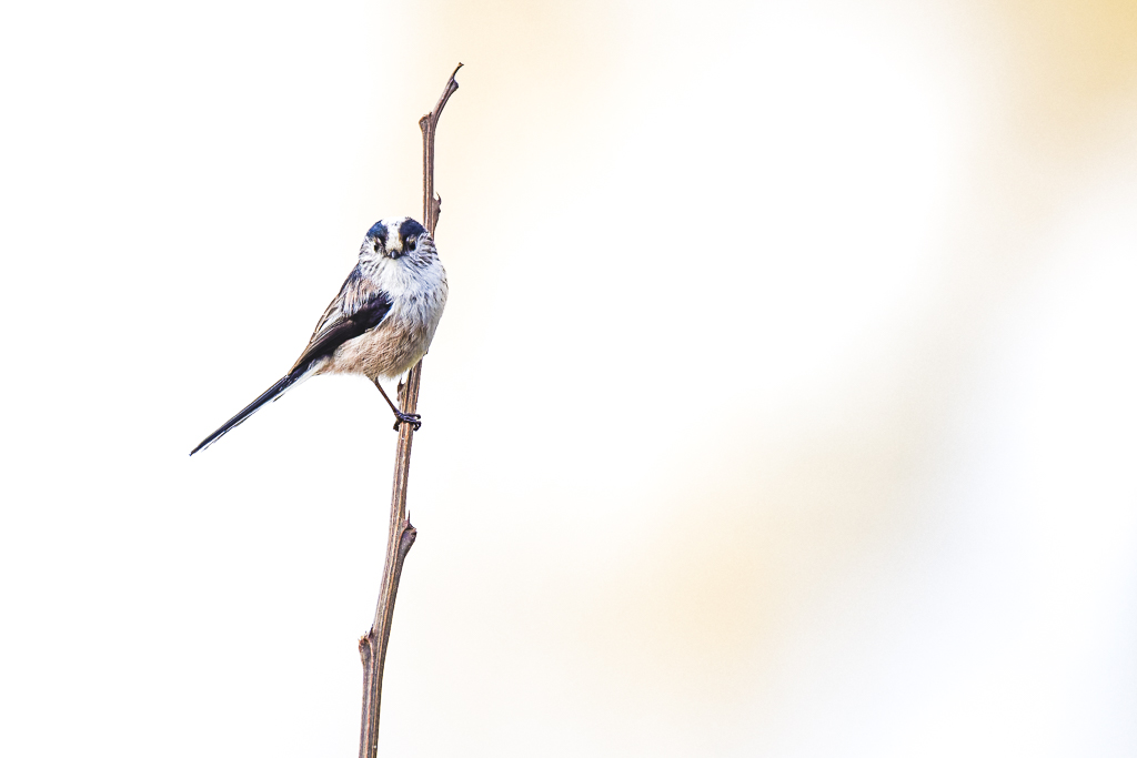 mésange orite longue queue 09