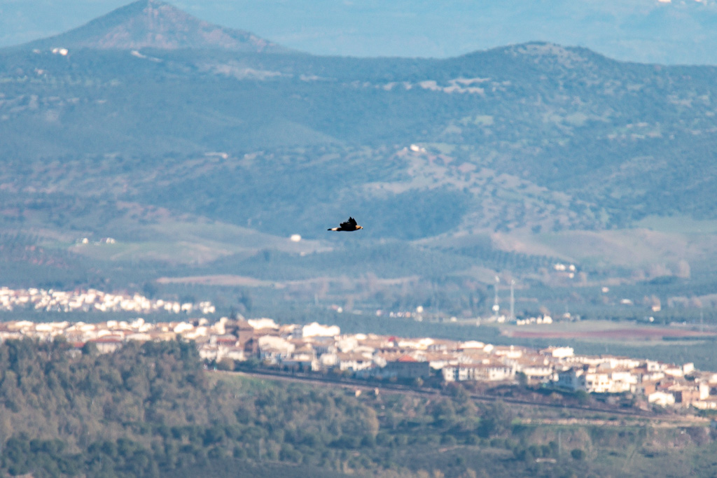 aigle royal sierra de andujar