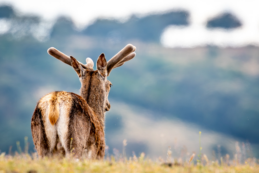 cerf hispanique en velours